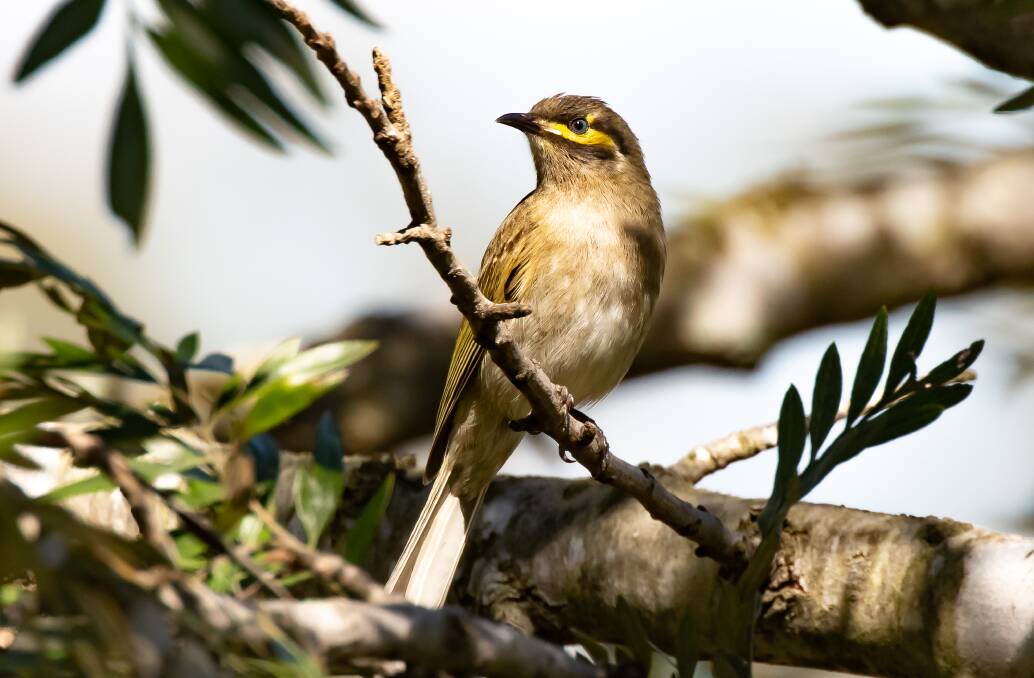 WINTER HOME: Mixed flocks contain mostly Yellow-faced Honeyeaters.