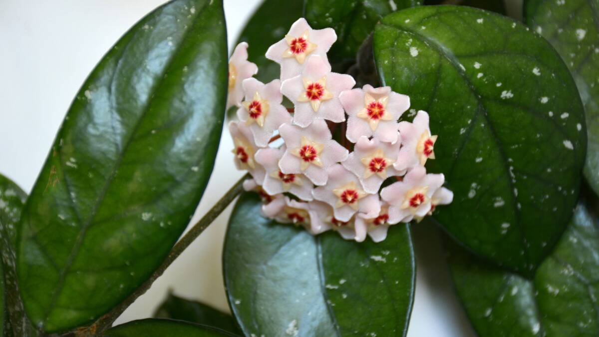 EXOTIC: The hoya carnosa. Hoyas repeat flower from the original flower stem, so this should not be removed when the flower has died.