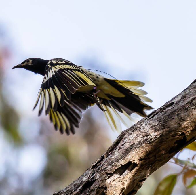 A regent honeyeater takes flight. Picture by Alex Pike DPE.