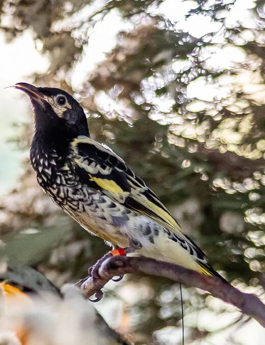 One of the Regent Honeyeaters released in the Lower Hunter last week. Picture by Alex Pike DPE.