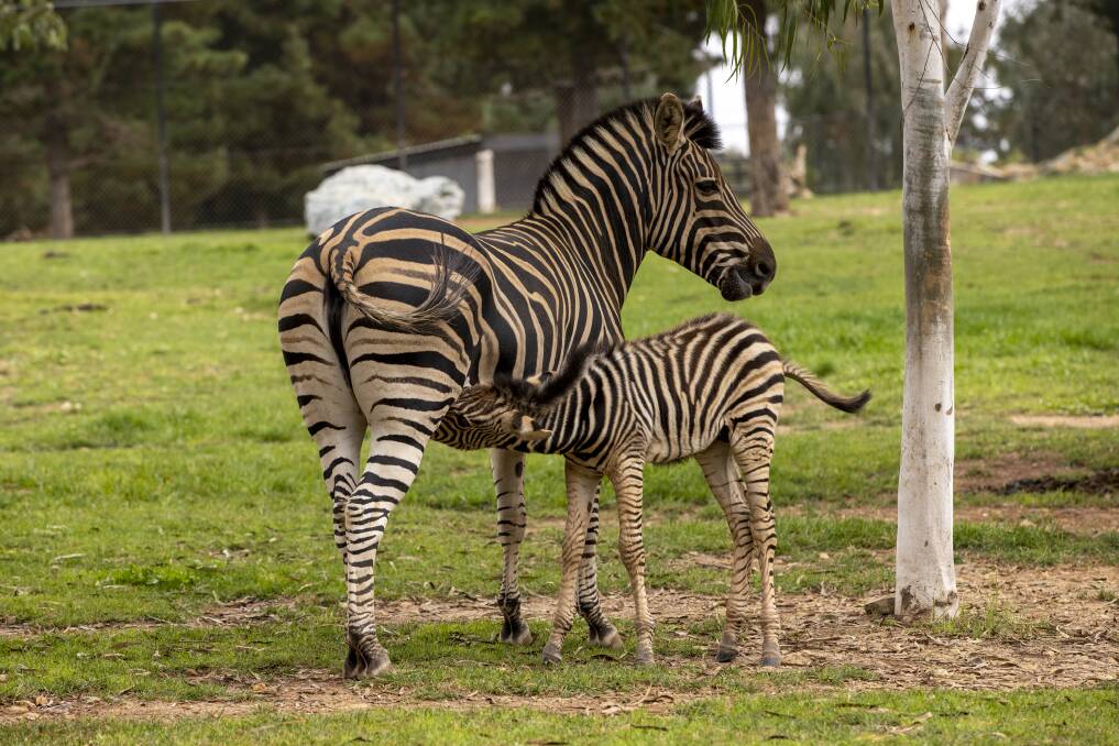 The newborn zebra with mum Johari. Picture: Keegan Carroll