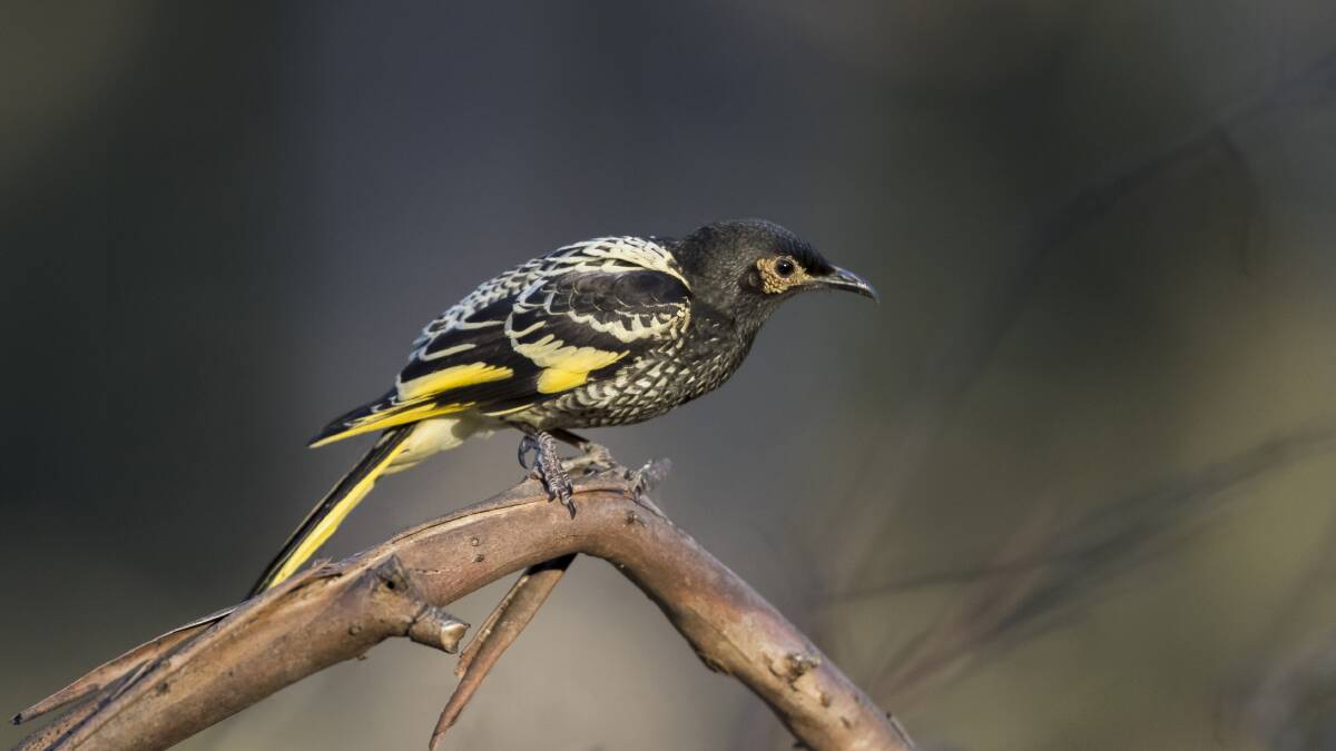 More has been understood about the conservation needs of the Regent honeyeater thanks to a recent study. Picture: David Stowe