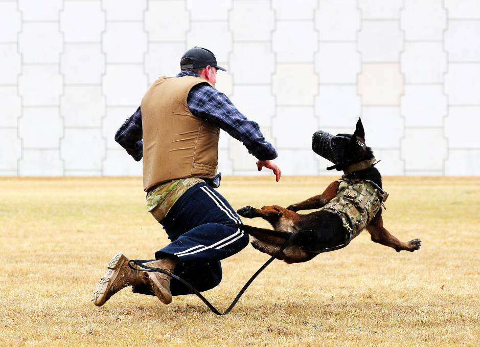 There will be a military working dog display at Williamtown's RAAF base on Sunday, November 19, as part of the major air show. Picture by Peter Lorimer