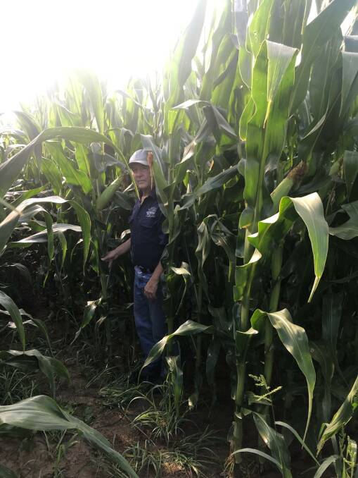Ken Kimber in his fantastic corn crop near Bega.