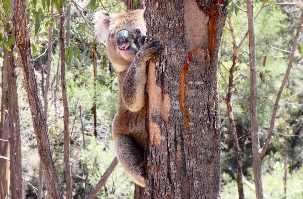 A koala at the area now a new national park.