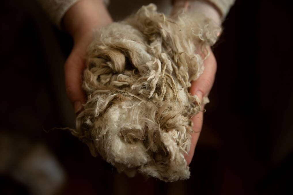 Prized: Suri alpaca wool from the Redgate's farm on the outskirts of Dungog.
