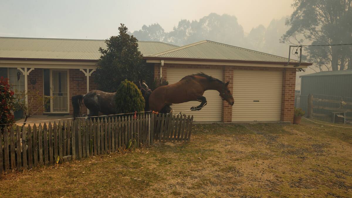 BREAKING OUT: Horses on the Richmond Vale property of Lorraine Moss burst through a fence. Picture: Max Mason-Hubers