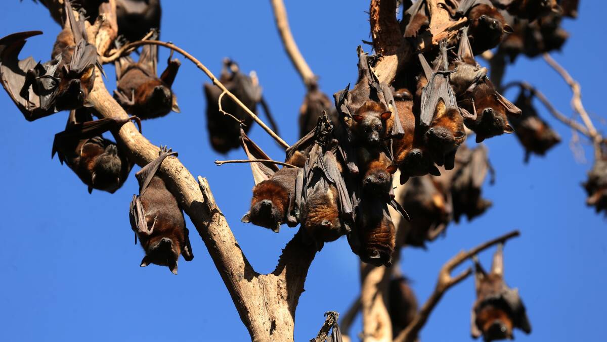 HANGING ON: A cluster of bats that live in the bushland behind East Cessnock Primary School. The bats are situated just metres from homes. Picture: Max Mason-Hubers 