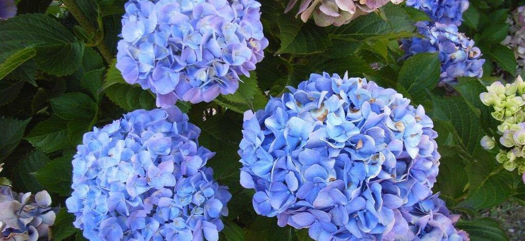CHOP: Pruning methods for hydrangeas vary according to the actual type of bush and its growth habit.