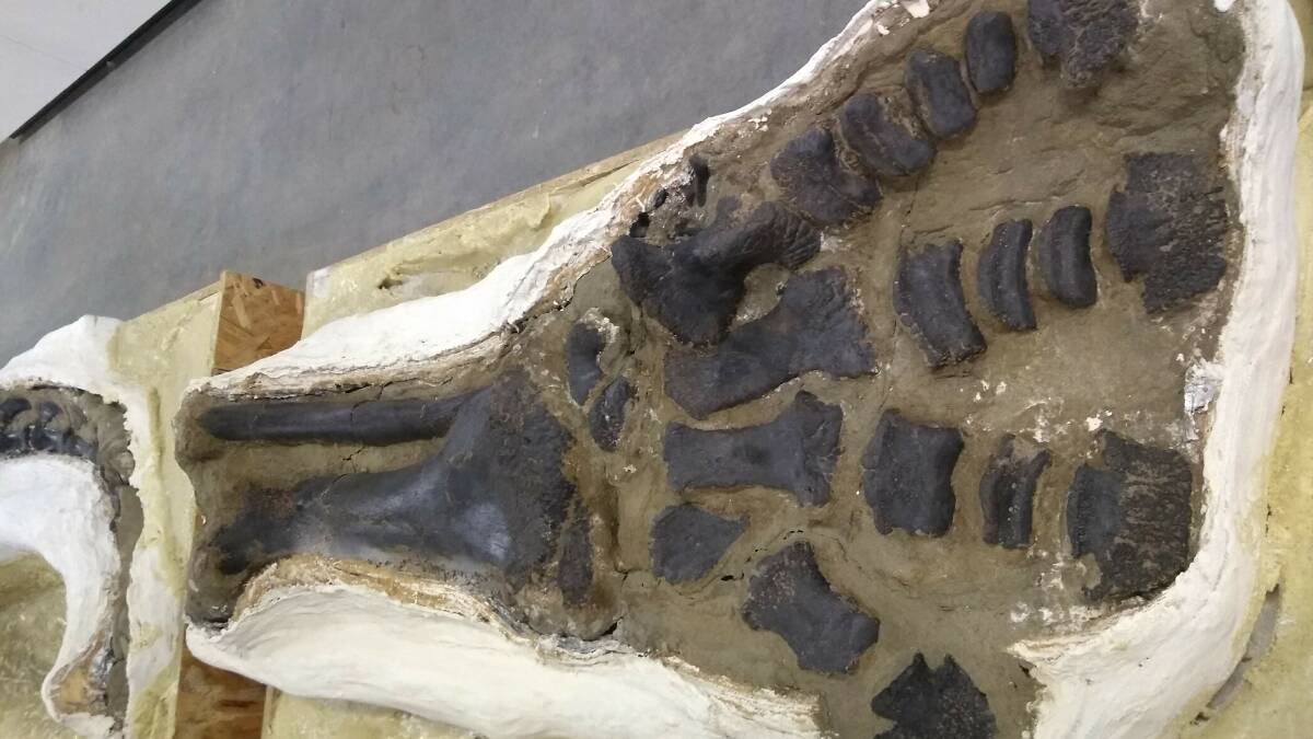 MARK IN TIME: The embedded foot of the triceratops. Bones of the giant three-horned herbivore were first found in Colorado in 1886. 