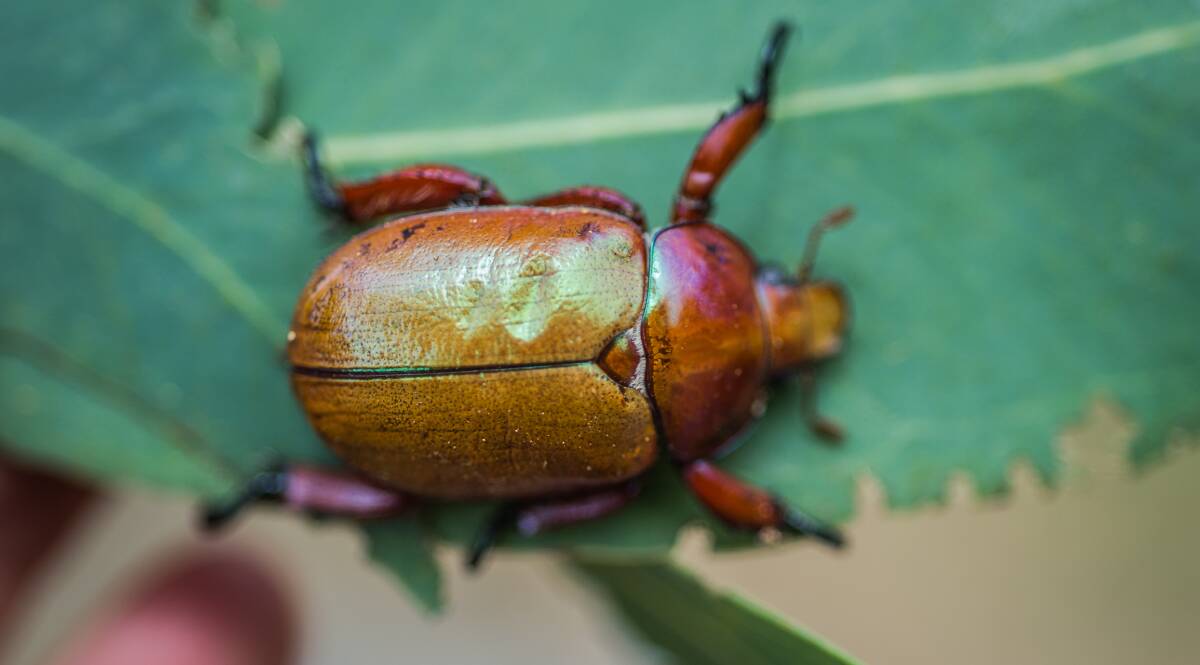 There are 35 species of Christmas beetles in Australia. Picture: Karleen Minney