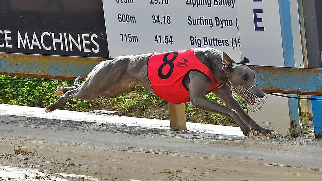 CHANCE: Jason Mackay's Cool Bourbski. Picture: Greyhound Racing NSW
