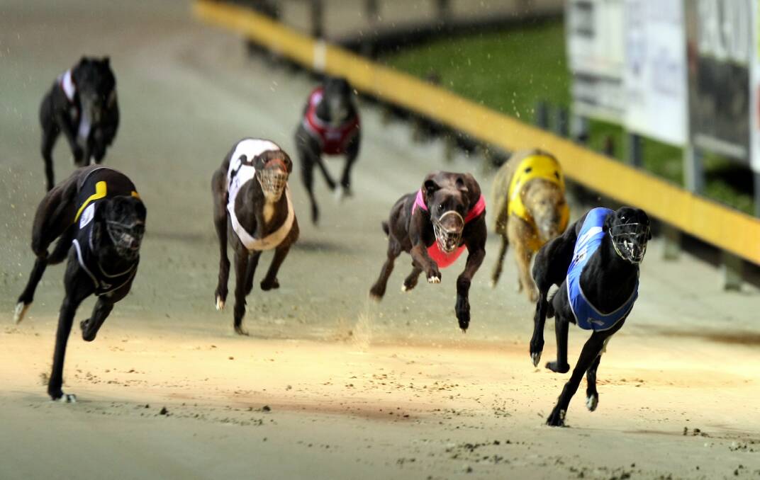 Newcastle to host world's richest greyhound staying race