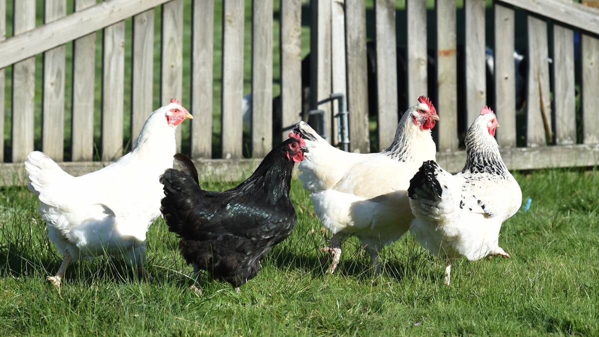 Avian flu outbreak in regional Victoria