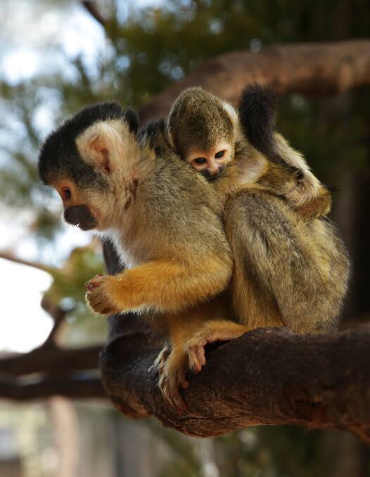 MONKEY BUSINESS: Squirrel monkeys are among the record number of primates to welcome newborns at Hunter Valley Zoo this week. Picture: Simone De Peak