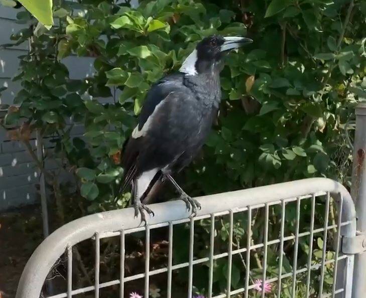 Newcastle magpie's mimicry of a fire engine siren goes viral