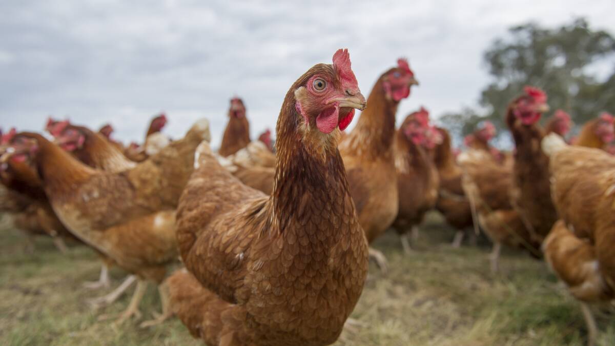 WELFARE: A Hunter egg producer has poured cold water on a new report that says Australians are moving away from lower-welfare eggs. Picture: Jay Cronana