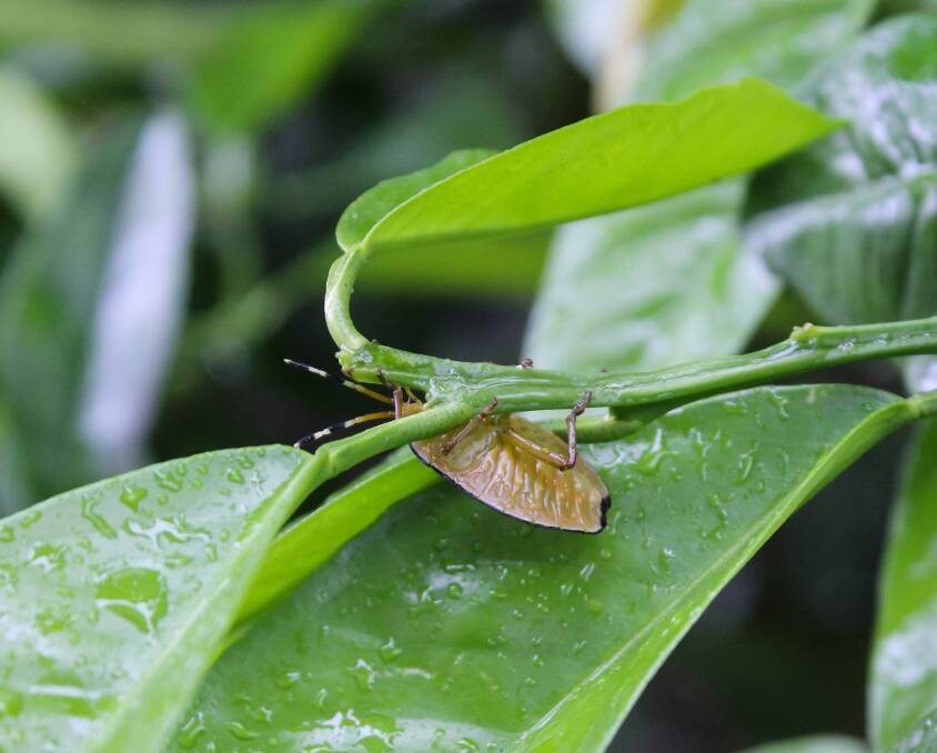 PEST: Gardeners can sometimes deal with stink bugs at the egg stage by locating the eggs on the underside of leaves.