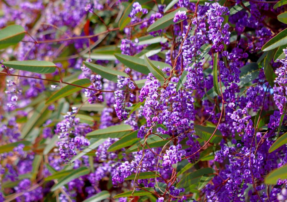 MASSES: Hardenbergia plants typically flower best when they are planted in well-drained soil in a sunny position.