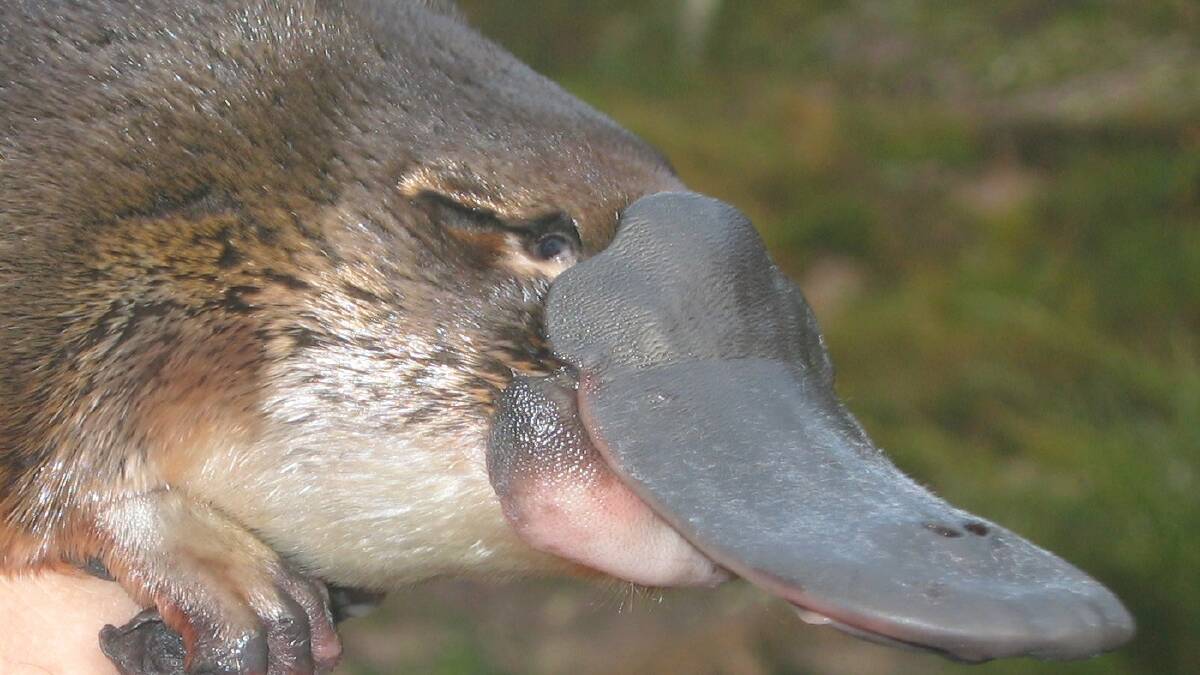 Litterbugs are putting platypus lives at risk