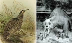 The Australasian bittern bird and the Bunyip.