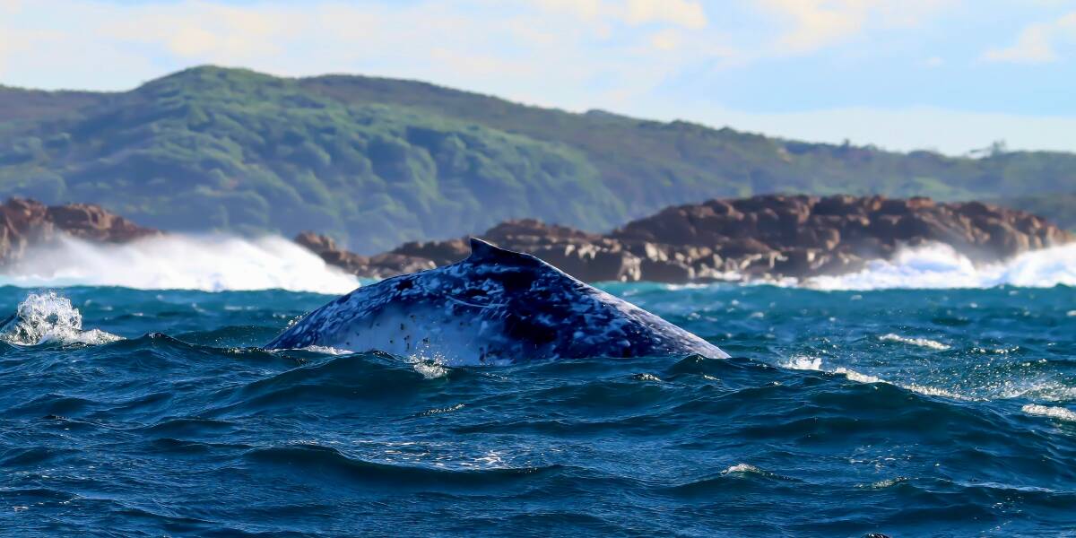 The first humpback whale of the season was spotted off Port Stephens on May 1, 2023. Pictures by Lee Matthews