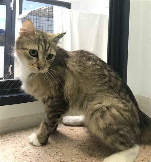 Rachel is a 3-year-old domestic medium hair whose family remains unknown. Maybe she could start a new life with your family.