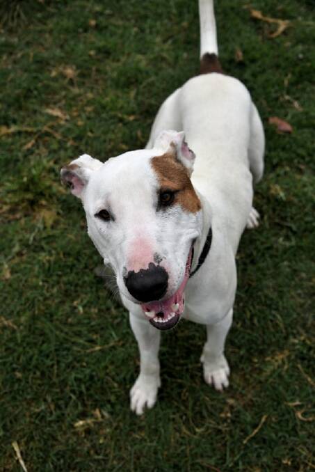 Boof is a Bull Terrier/Staffordshire Bull Terrier with a friendly personality.