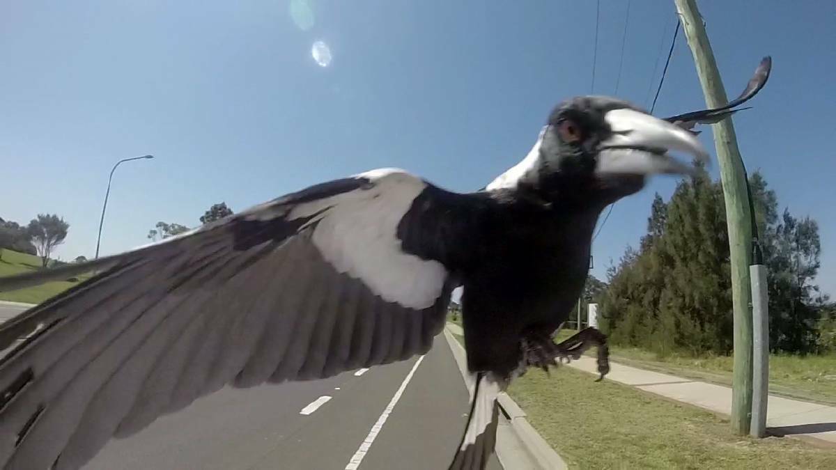 LOOK OUT: Magpies are out and about with the return of swooping season.