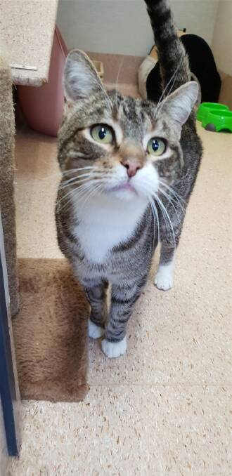 Toby is 12-and-a-half years old. He is very affectionate.