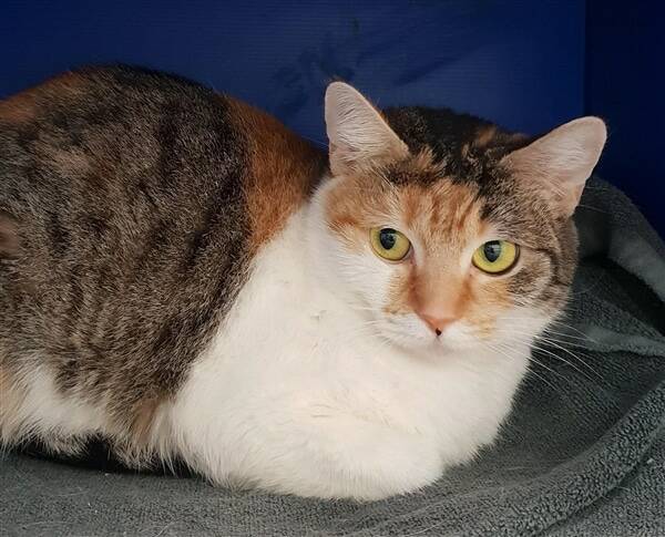 Cherry is a female domestic short hair who entered the shelter as a stray.