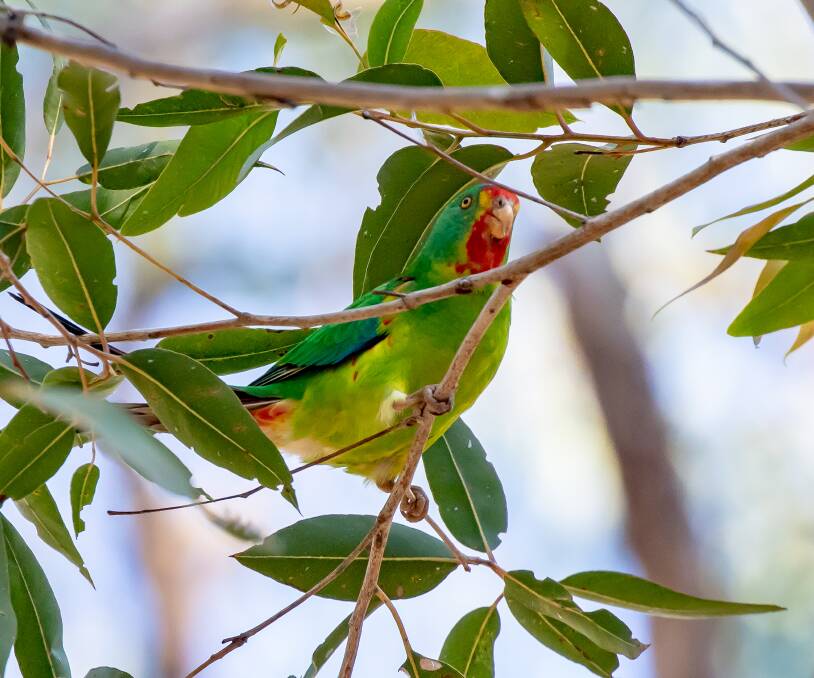Swift Parrots are truly multi-coloured but spend their time high in the trees and can be difficult to view. 