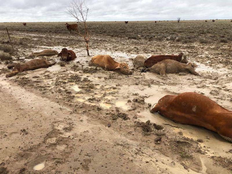 Hundreds of thousands of dead cattle carcasses pose a health risk to Queensland's rural communities.