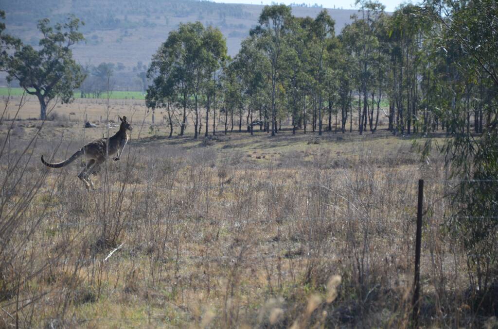 A Muswellbrook kangaroo in search of a feed. Picture: Rod Thompson