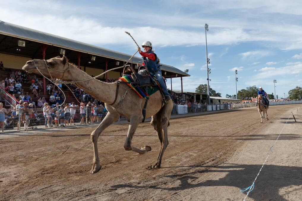 Sophie Crawley races past the grandstand in the first heat of the camel races at the 2019 Maitland Show. Picture: Max Mason-Hubers