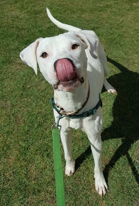 Picasso is a 2 year old male mastiff who like the artist is a creative and vibrant soul who is looking for his new home.