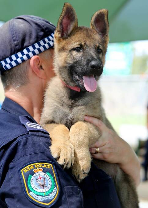 Pictures: NSW Police Dog Unit