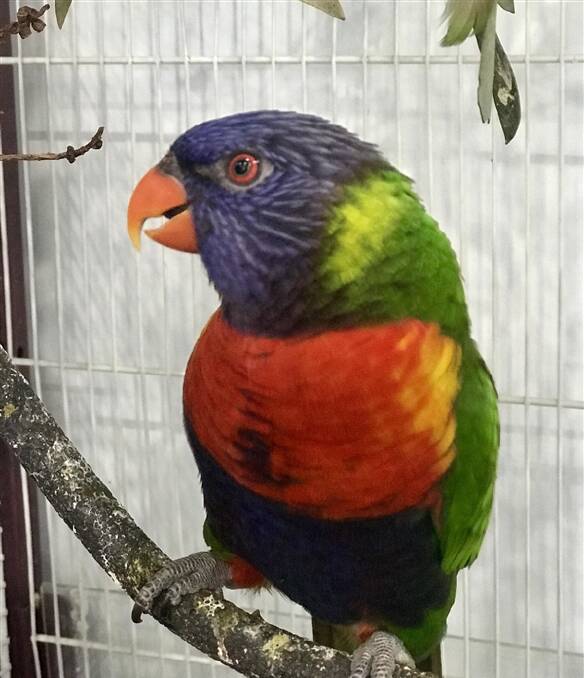 Spritz is a medium sized rainbow lorikeet. You'll never have a shortage of entertainment with Spritz around.