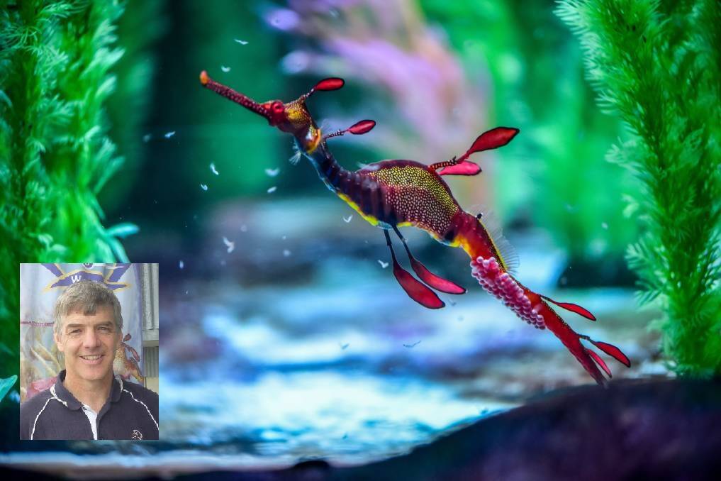 A male weedy sea dragon carrying eggs after a successful egg transfer with a female at Seahorse World. Picture: Neil Richardson, (Inset) Craig Hawkins.