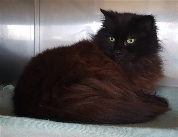 Snowy is a 10-year-old domestic longhair looking for a new place to call home.
