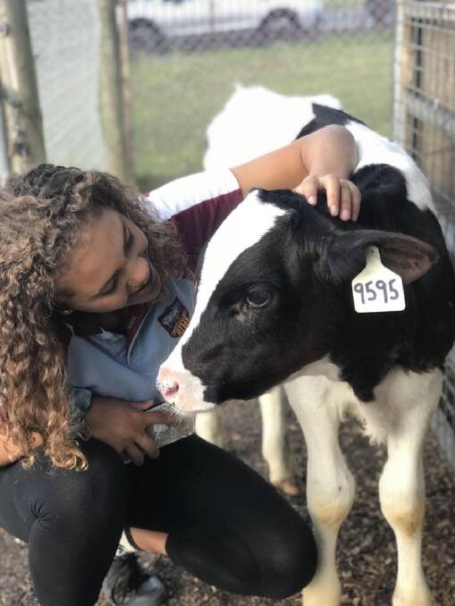 MOO-VING EXPERIENCE: Rutherford Technology High School's Jenna Morris during the Cows Create Careers program. Picture: Rutherford Technology High.