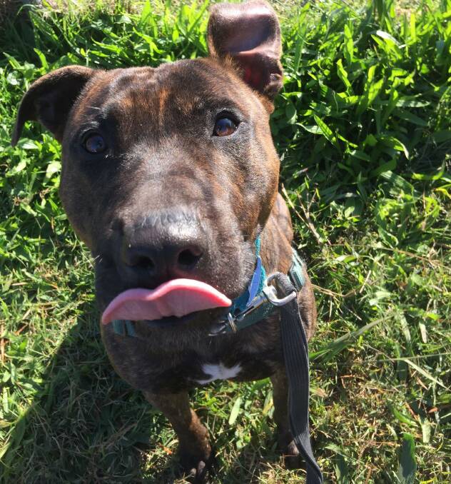 Jackson is a 1 year old American Staffy who would suit an active family, that is able to take him on long walks daily and include him in day to day family activities.