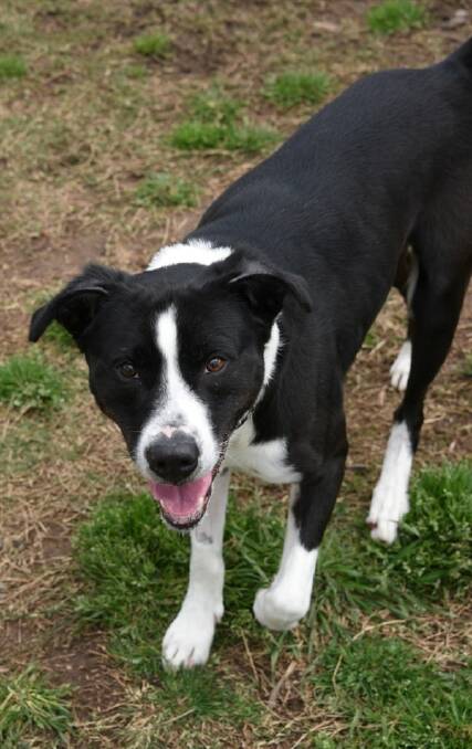 Hunter is a large 5-year-old Australian Kelpie / Border Collie looking for a new family.