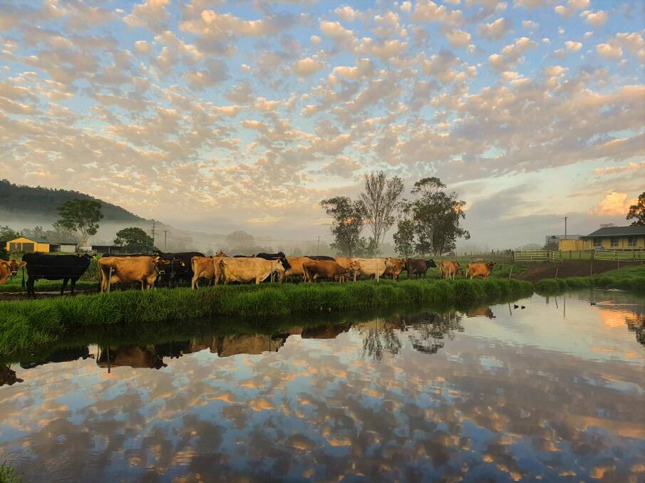 David Williams' photograph, "Cows and Clouds", taken on his Vacy dairy farm. Picture: Courtesy, David Williams 