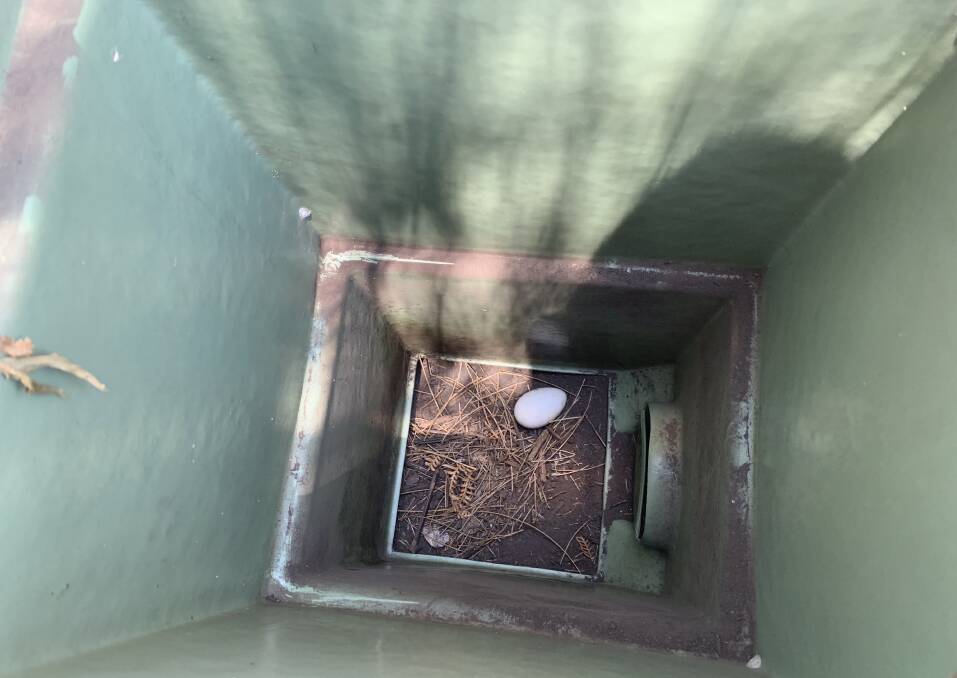 An egg spotted in a nesting box on Broughton Island in December 2019. Picture: Courtesy, Alan Stuart, Hunter Bird Observers Club