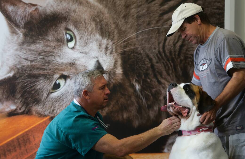CARE: Dr David Tabrett, veterinarian and managing director of the Animal Referral and Emergency Centre, examines Luna, as her owner, Richard Snedden, looks on. Pictures: Jonathan Carroll