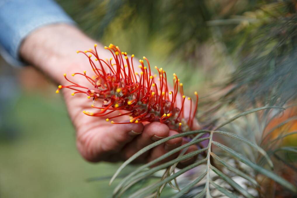 A Bronze Sunset grevillea in the Redhead garden of John and Pam Le Messurier. Picture: Max Mason-Hubers