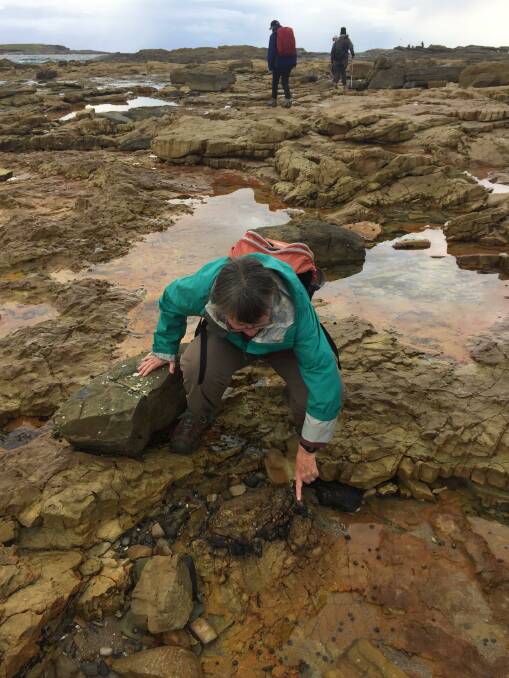 Geologist Roz Kerr points out a petrified tree stump at Swansea Heads. Picture: Scott Bevan
