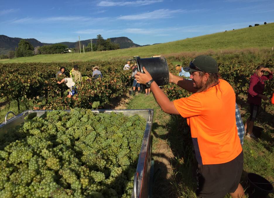Vineyard character and picker motivator Lincon Rose. Picture: Scott Bevan