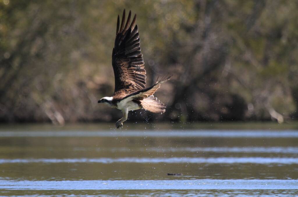An osprey swooping for a fish along Cockle Creek. Picture: Courtesy, Nick Raschke 